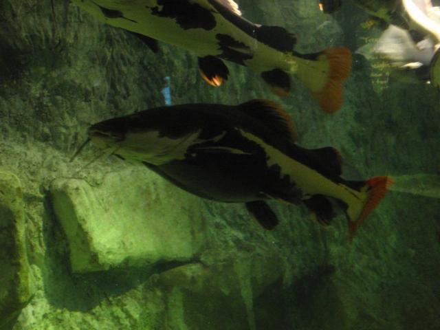 Redtail catfish